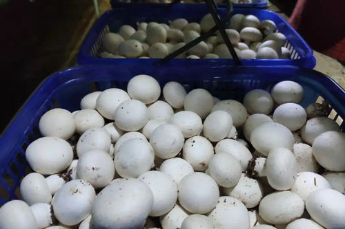 9位乡镇代言人首秀，谁是你心中的最佳人选？聚焦振球风采